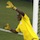 Vincent Enyeama